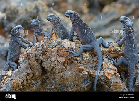 Isabela Iguana Marina Amblyrhynchus Cristatus Albemarlensis