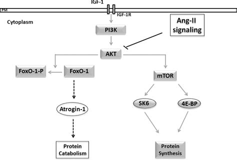 Igf Dependent Anabolic Pathway Is Modulated By Ang Ii During Muscle