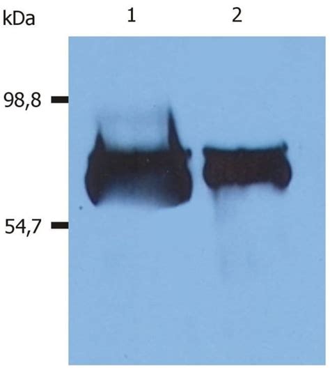 Human Serum Albumin Monoclonal Antibody AL 01 Biotin Invitrogen