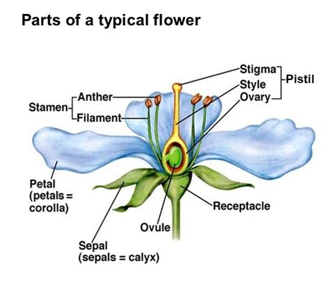 Ask An Expert A Quick Guide To Learning Flower Parts At Home Hoyt