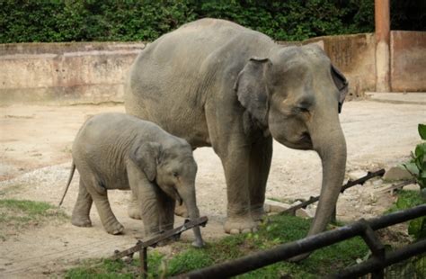 U.K. Government Mulls Ban on Keeping Elephants in Zoos. Will the U.S. Follow Suit? | Born Free USA