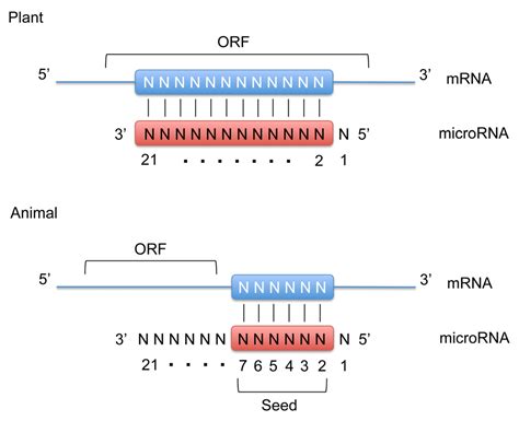 IJMS Free Full Text MicroRNA Regulation In Renal Pathophysiology HTML