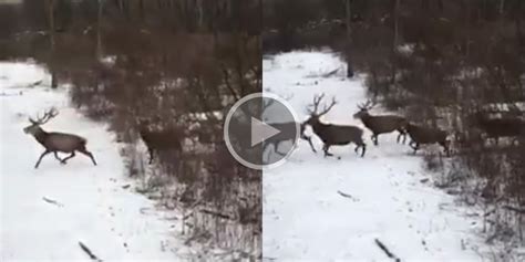 Vidéo Une magnifique harde de cervidés au pas de course dans la neige