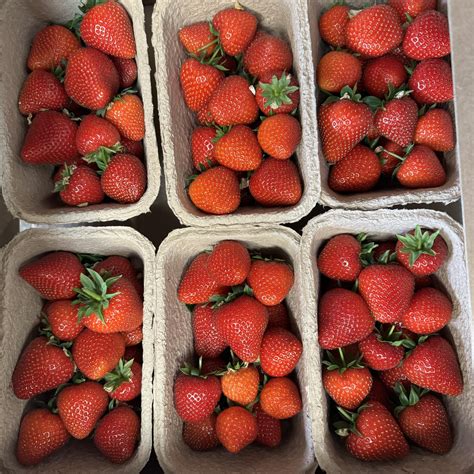 Annies Wholesale And Veg Boxes Totnes