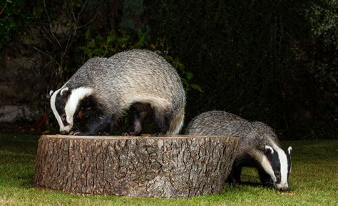 European Badgers Species Meles Meles Garden Visitors B Flickr