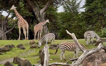 Discover London Zoo Animals: An Amazing Wildlife Adventure