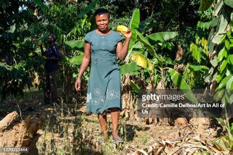 Cocoa Farm Africa Photos and Premium High Res Pictures - Getty Images