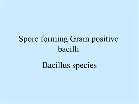 bacillus spppptbyalirasoolbadr
