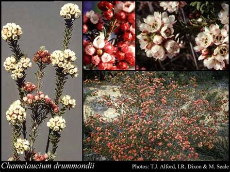 Photograph Chamelaucium Drummondii Meisn Florabase