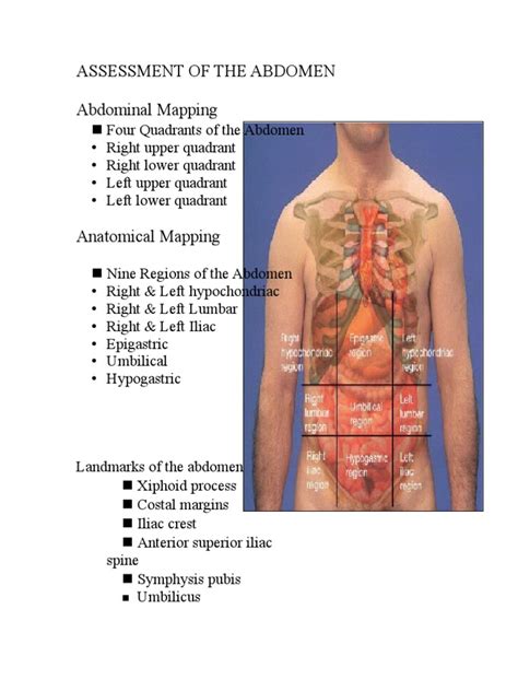 Assessment Of The Abdomen Abdomen Anatomy