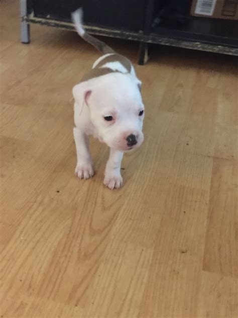 American Pit Bull Terrier Puppies For Sale St Louis MO 277652