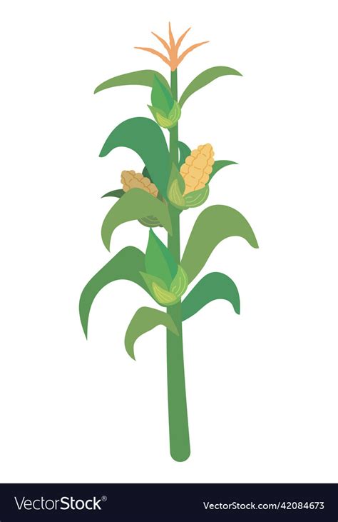 Corn Plant Cartoon
