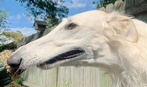 Long Nose Dog> 15 Breeds [Plus NEW Record Holder] PICS