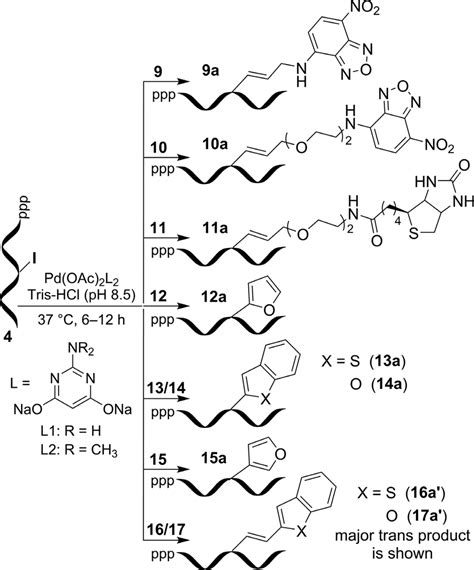 Post Transcriptional Chemical Functionalization Of Iu Labeled Rna