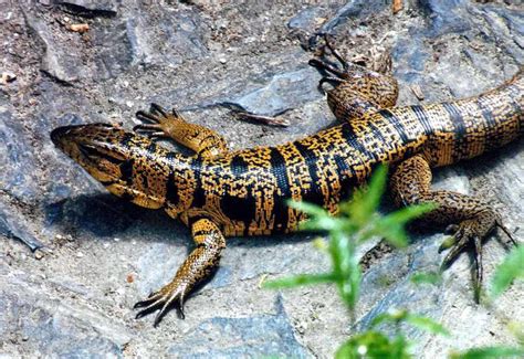 Dangerous Of Wild Animals Lizard