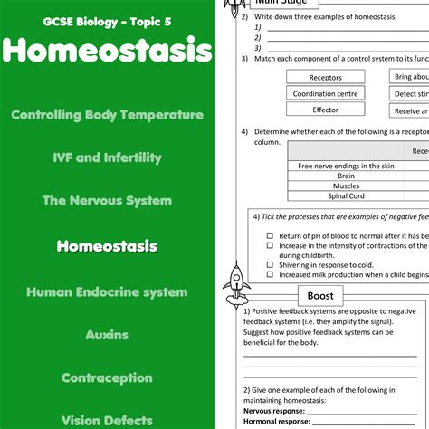 Homeostasis Home Learning Worksheet Gcse Rocketsheets Co Uk