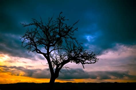 Free Images Tree Nature Horizon Branch Silhouette Cloud Sky