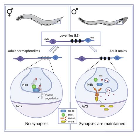 Synaptic Protein Degradation Controls Sexually Dimorphic Circuits Through Regulation Of Dccunc