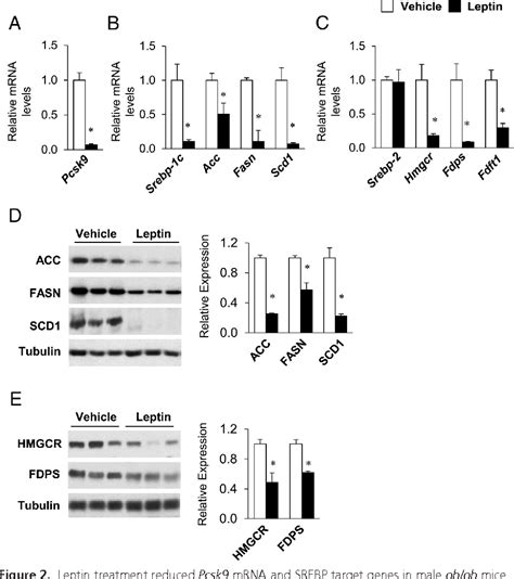 Figure From Effect Of Leptin Replacement On Pcsk In Ob Ob Mice And