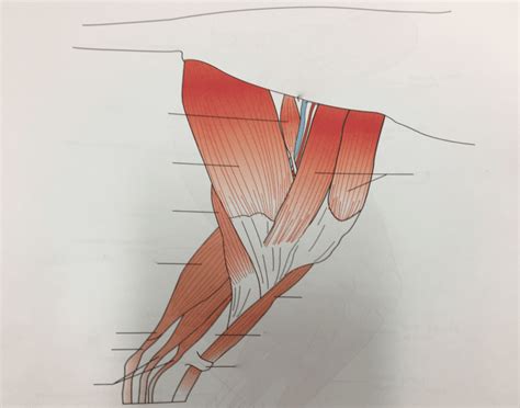 Medial Left Leg Muscles Quiz
