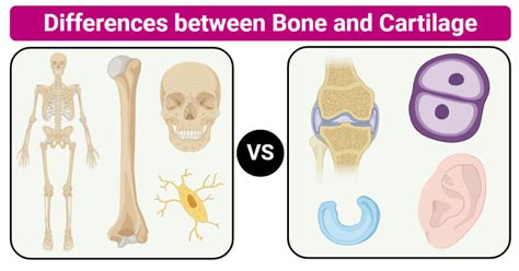 Bone Vs Cartilage 15 Major Differences Examples