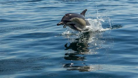 Mayor Bans Swimming Near Sexually Frustrated Dolphin Newshub