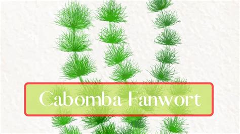 Cabomba (Fanwort) Aquarium Plant Care Guide - FishTanko