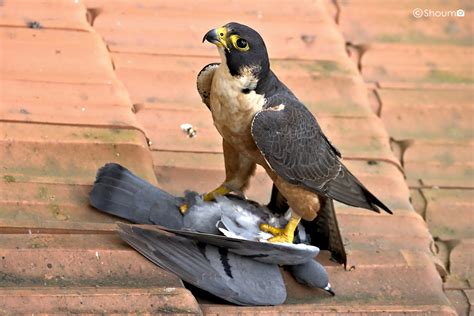 Shaheen Bird Pakistani