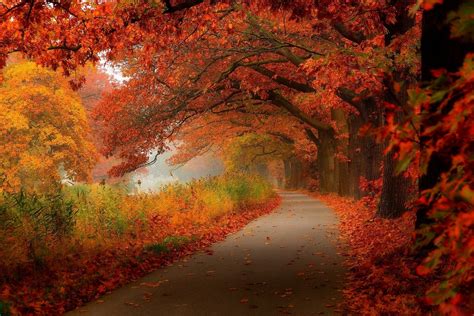 Autumn Fall Tree Forest Landscape Nature Leaves Wallpapers Hd