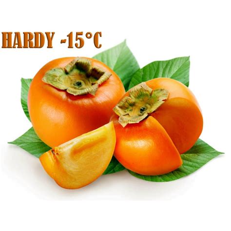 Japanese Persimmon Seeds Diospyros Kaki Price 3 55