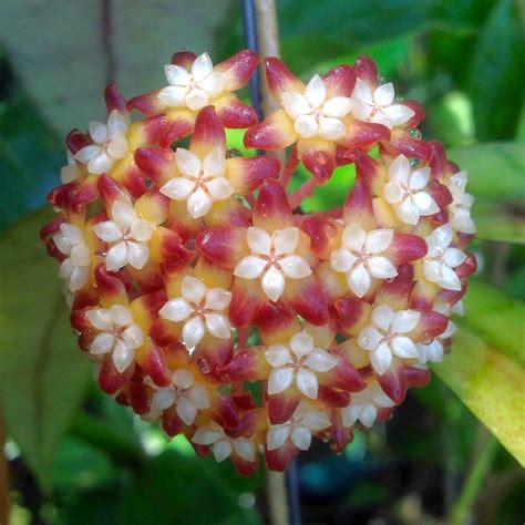 Hoya Callistophylla Splash Exemplarul Din Poza Floraria Secret