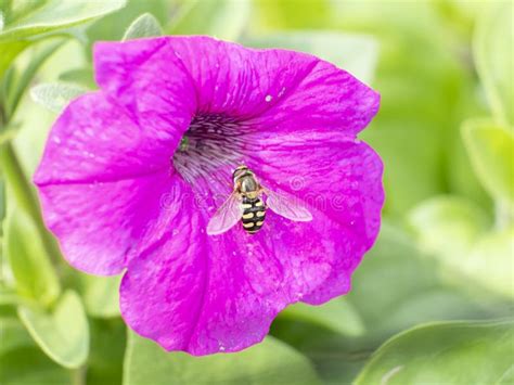 Chiusura Del Polline Di Un Fiore Di Petunia Rosa Bellissimi Colori E