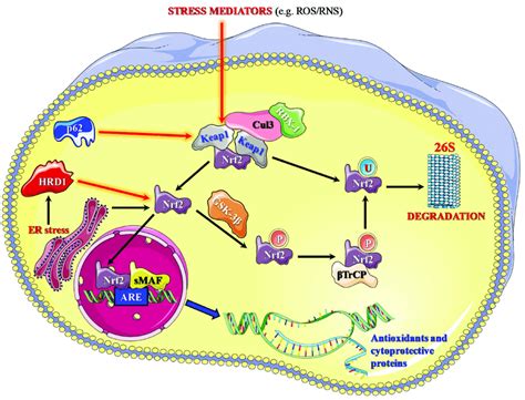 Schematic representation of Nrf2 pathway and its regulatory mechanisms ...