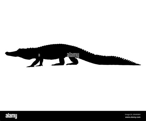 Silueta De Cocodrilo Vector Fotograf As E Im Genes De Alta Resoluci N