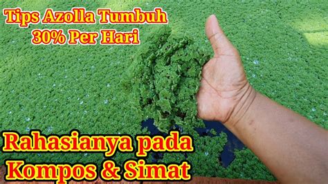 Rahasia Pertumbuhan Azolla 30 Per Hari Untuk Pakan Ternak Entok Dan