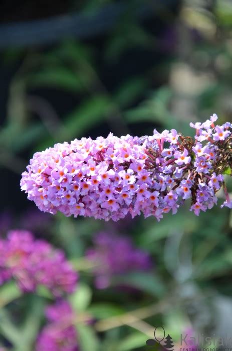 Buddleja Davidii Border Beauty Budleja Dawida