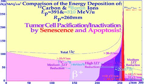 Carbon And Boron Ion Beam Depth Distribution Of The Energy Deposition