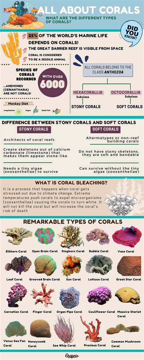 Types Of Coral Infographic Coral Bleaching Coral Reef Marine Biology