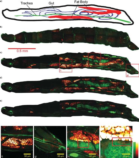 A A Schematic Drawing Shows Internal Organs Of A Drosophila Larva