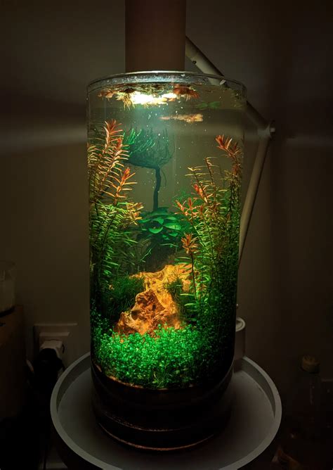 My Latest Shrimp Jar 2022 Rjarrariums