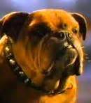 Red Dog Voice - Red Dog Beer (Commercial) - Behind The Voice Actors