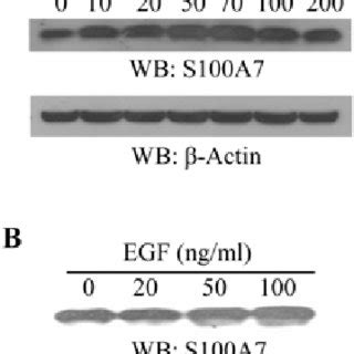 EGF Stimulation Enhances S100A7 Expression In Breast Cancer Cells