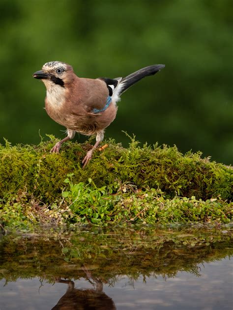 Photographer David Travis Setup His Backyard To Shoot Birds In A Creative Way