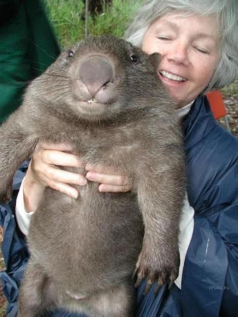 Haaaaaha Fat Animals Cute Wombat Cute Animals