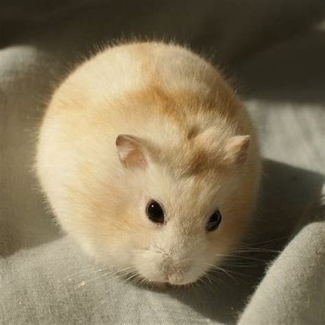 Hamster Winter White Bông Lan