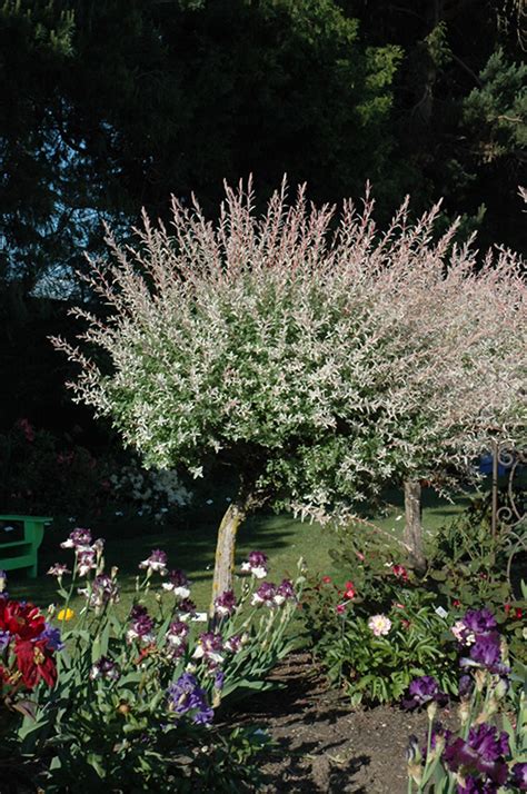 Hakura Nishiki Dappled Willow Tree Form Salix Integra Hakuro Nishiki Tree Form In Inver