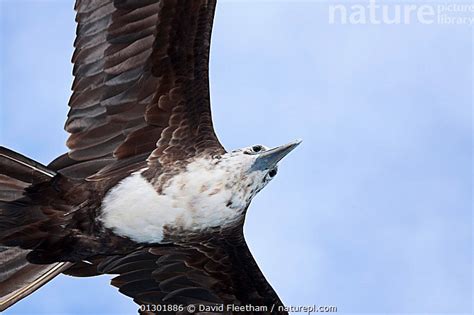 Stock Photo Of Adolescent Magnificent Frigate Bird Fregata Magnificens