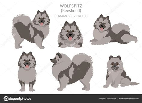 Spitz Alem O Wolfspitz Clipart Poses Diferentes Conjunto Cores Casaco