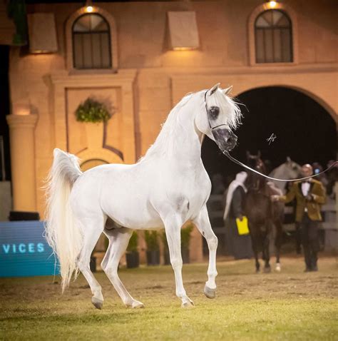 The Arabian Horse :: Kalliste Arabians