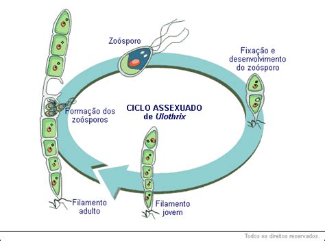 Algas Unicelulares Algas Pluricelulares Tudo Sobre Biologia Educabras